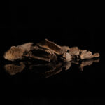 Oud Philippinees Mori Double Super - 12g (One Tola)
